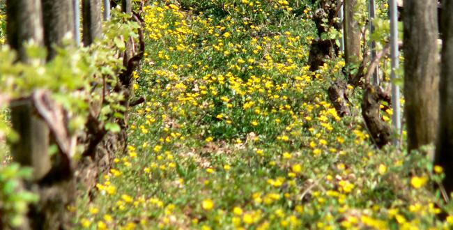 Weingut Pascal Bouchard