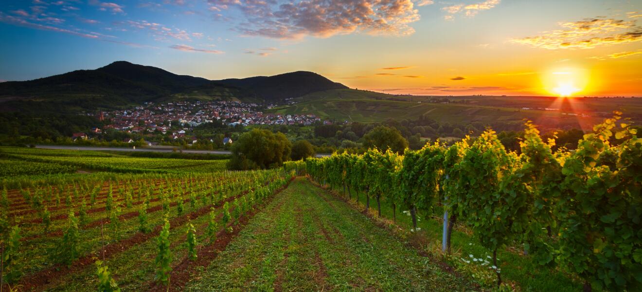 Winzergenossenschaft Britzingen