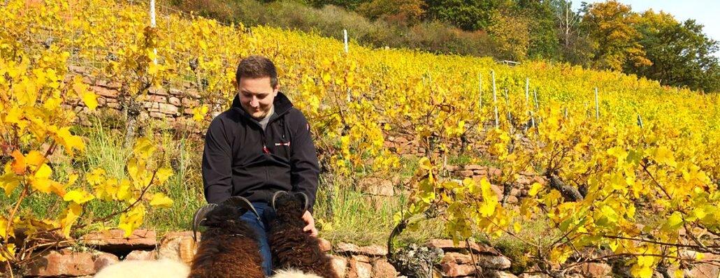 Weingut Benedikt Baltes - Stadt Klingenberg