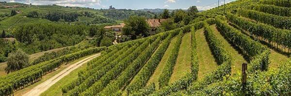 Weingut Domaine du Tariquet