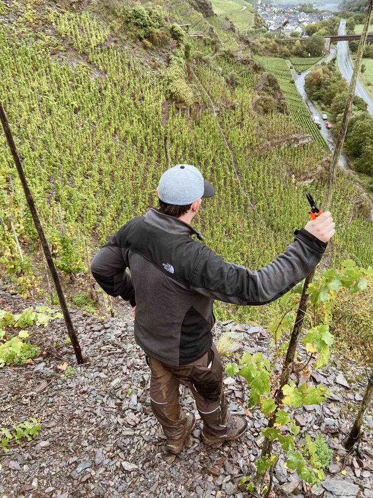 Weingut Maximilian Franzen