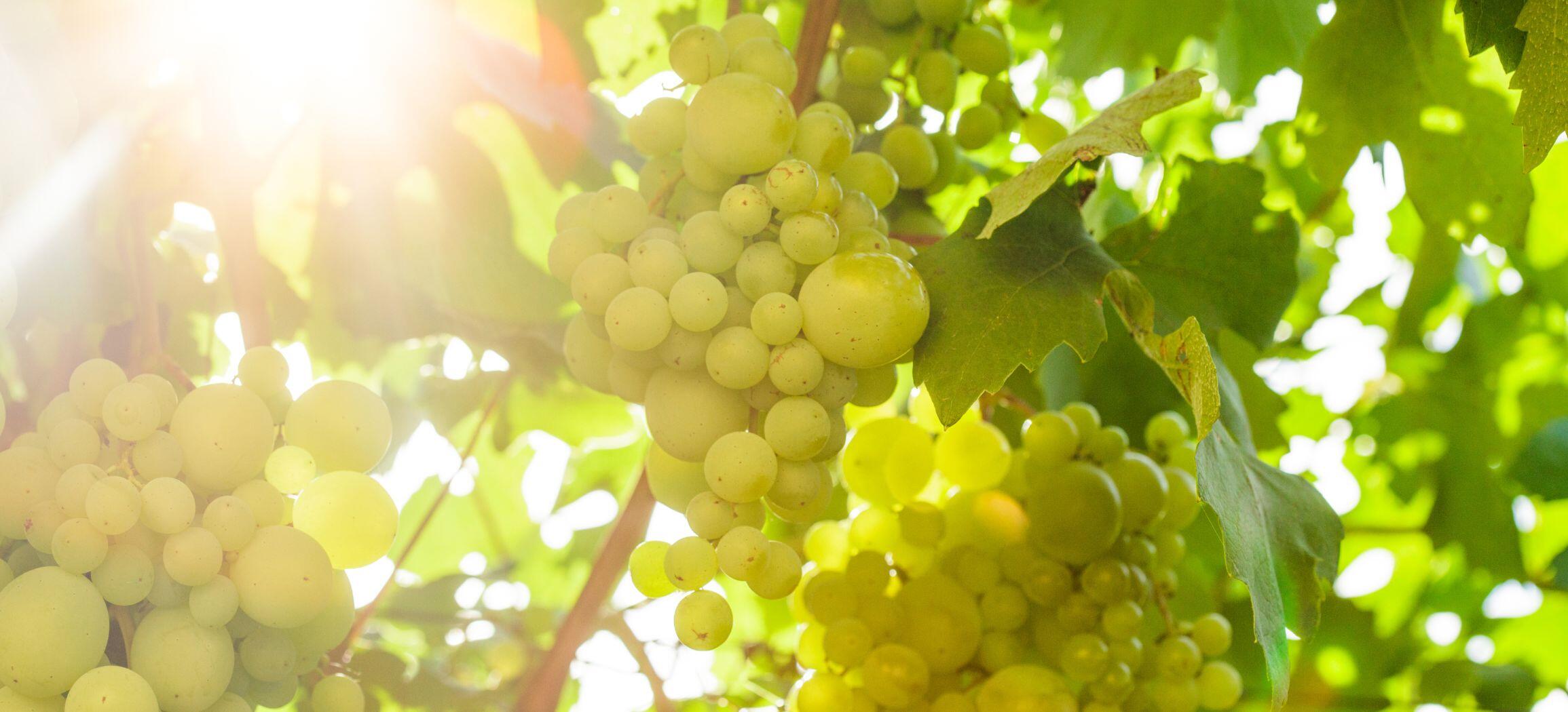 Wein- und Obsthof Rüdlin GbR