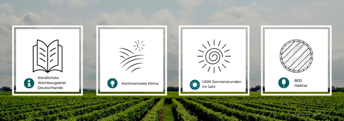 Grafik mit Statistiken zum Weinbau Saale-Unstrut