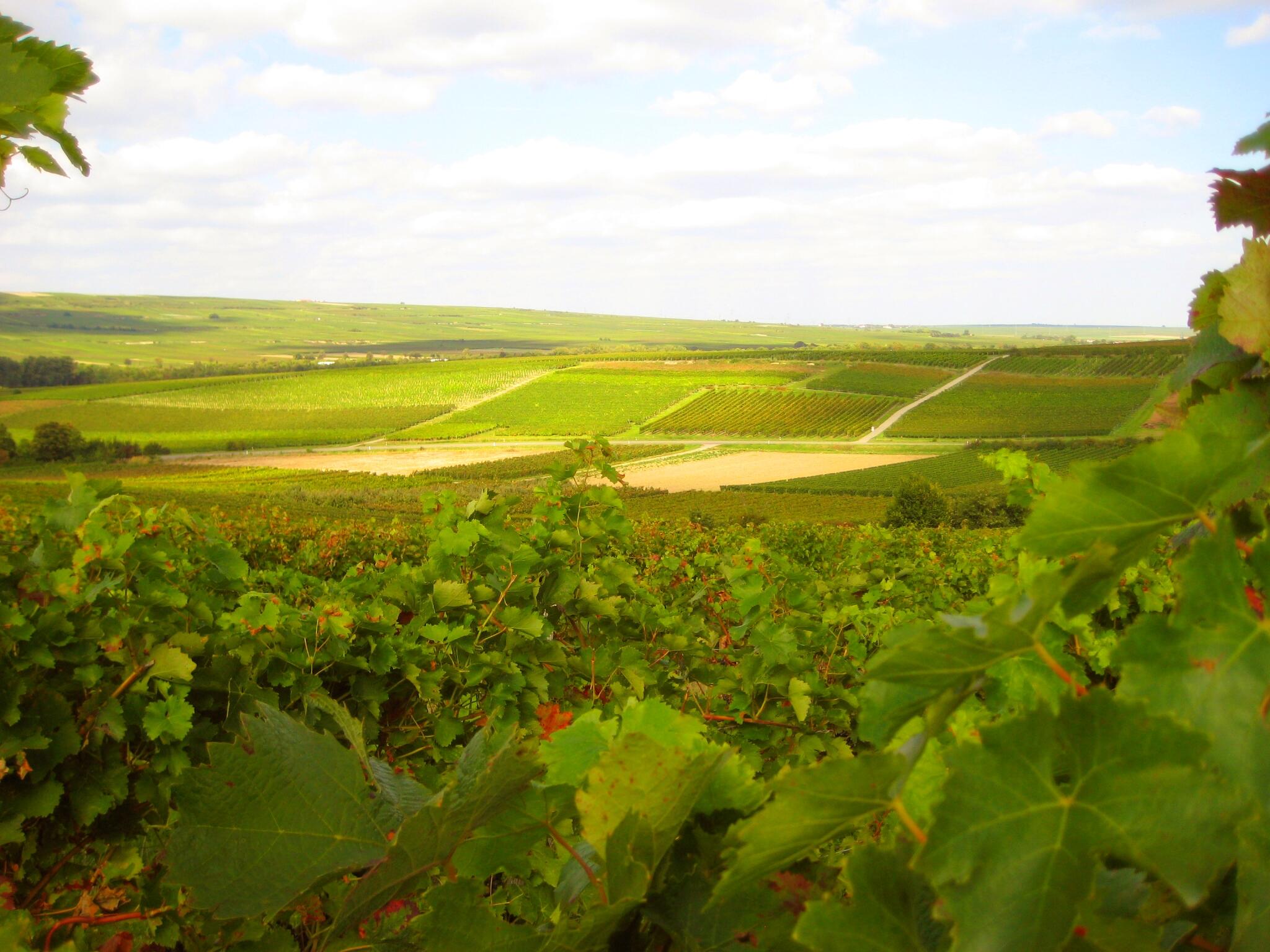 Weingut Andreas & Heinfried Peth