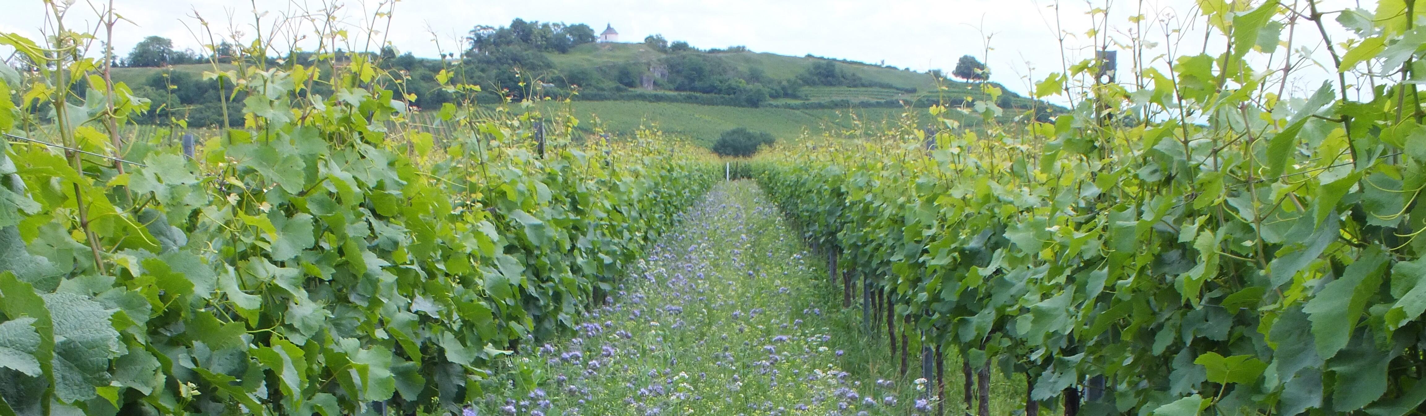 Weingut Becker - Heißbühlerhof