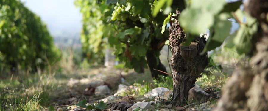 Weingut Domaine Gérard Fiou