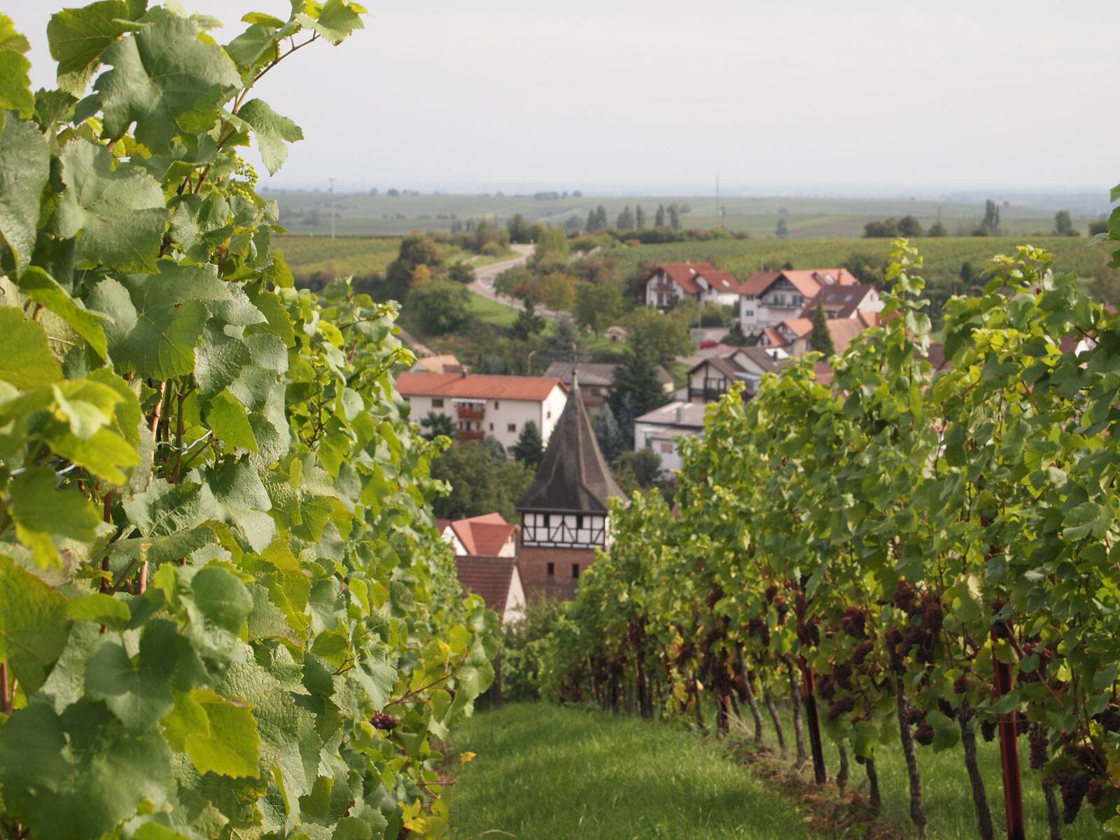 Weingut Kopp (Pfalz)