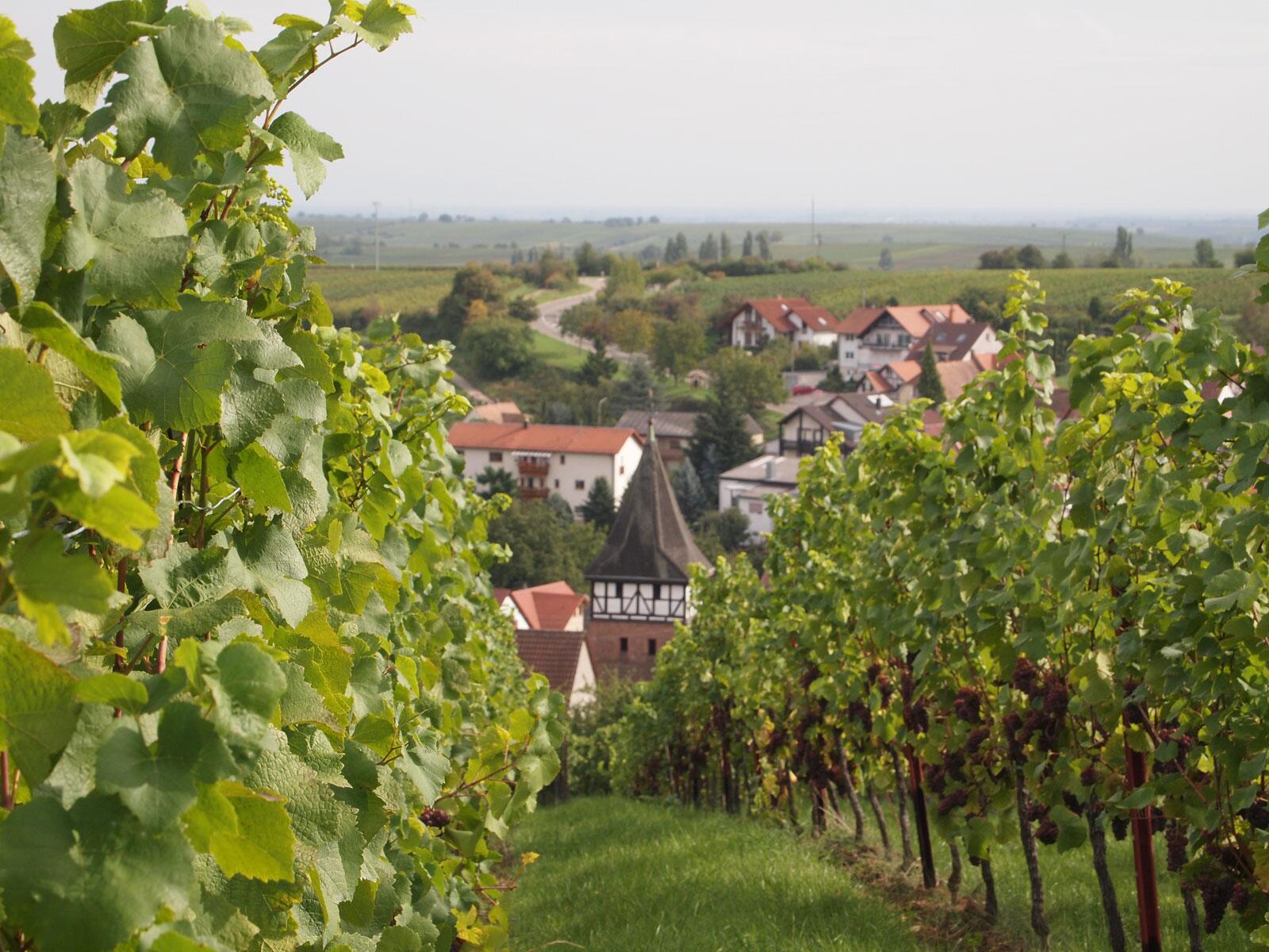 Weingut Kopp GmbH