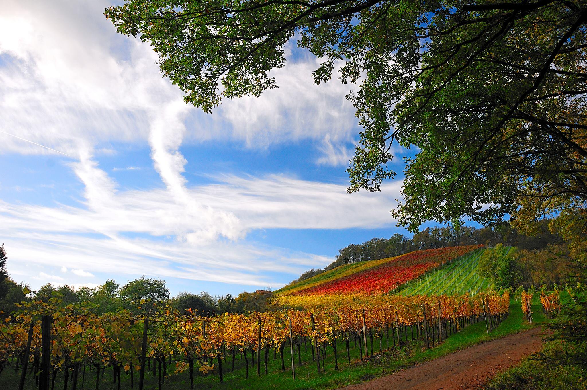 Weingut Max Martin