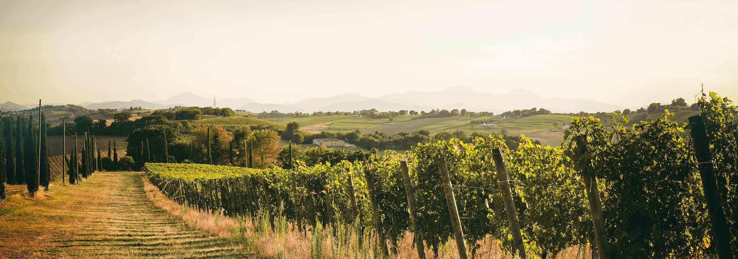 Weingut Cológnola - Tenuta Musone