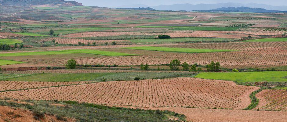 Bodegas San Gregorio