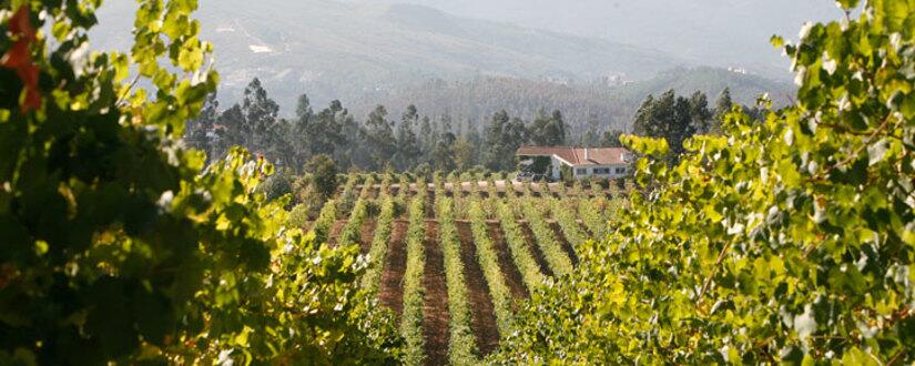 Weingut Quinta da Raza