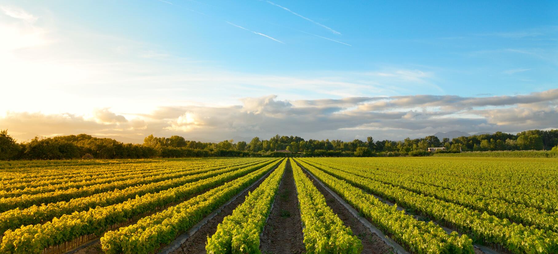 Vignerons Propriétés Associés Sca