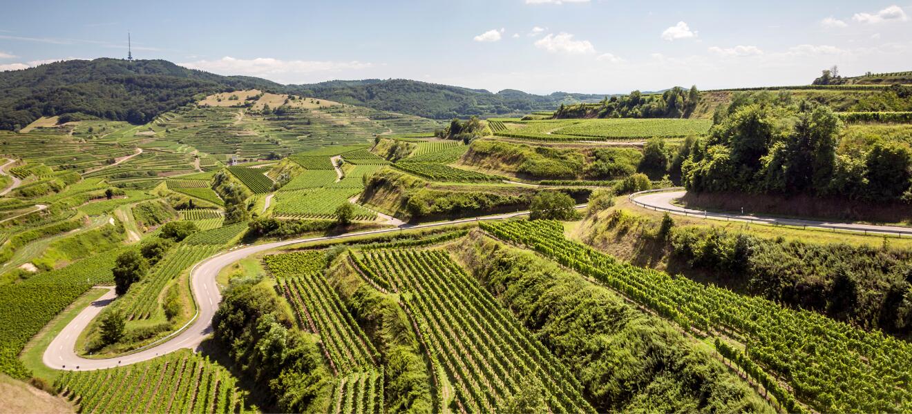 Weingut Graf Neipperg