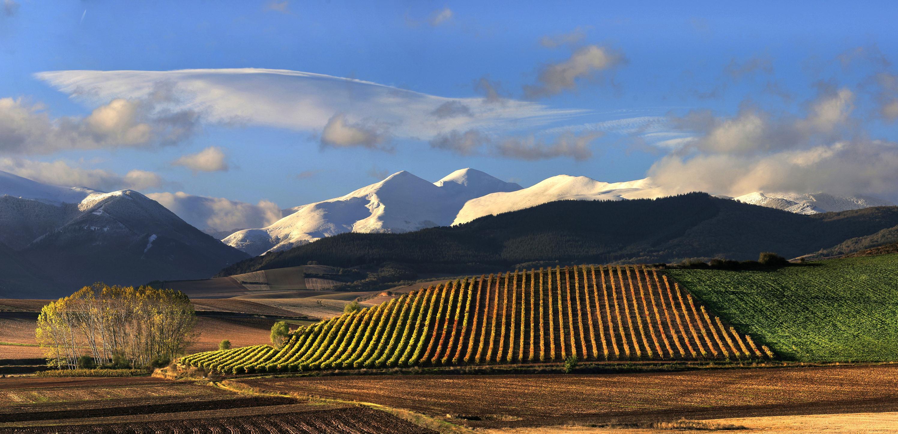 Bodegas Alos