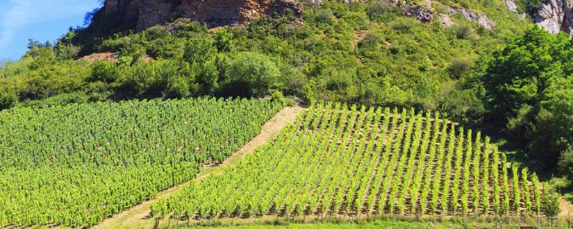 La Légende d'Hélios - L´Union des Vignerons