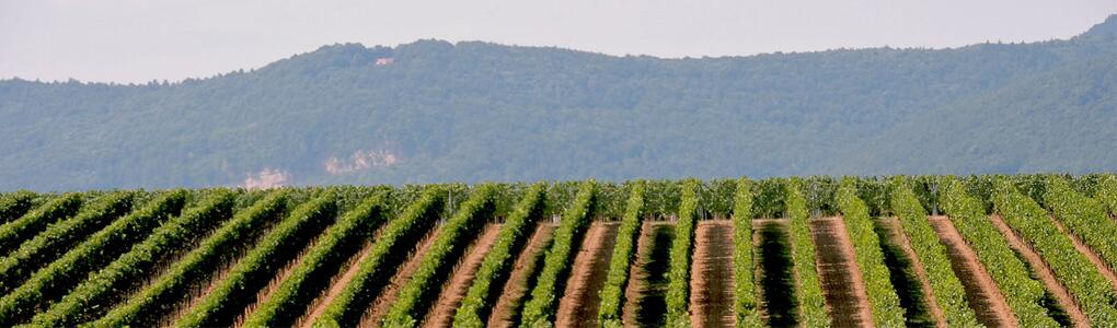 Weingut Karl Kraus