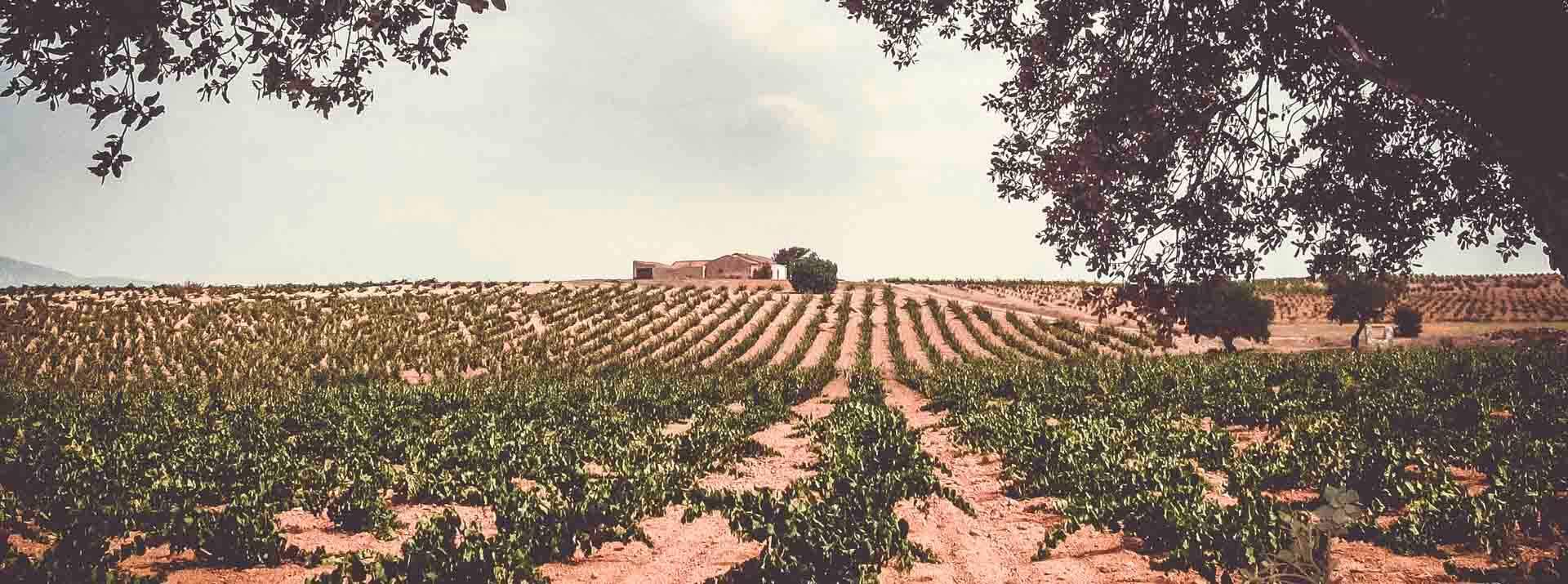 Bodegas Piqueras