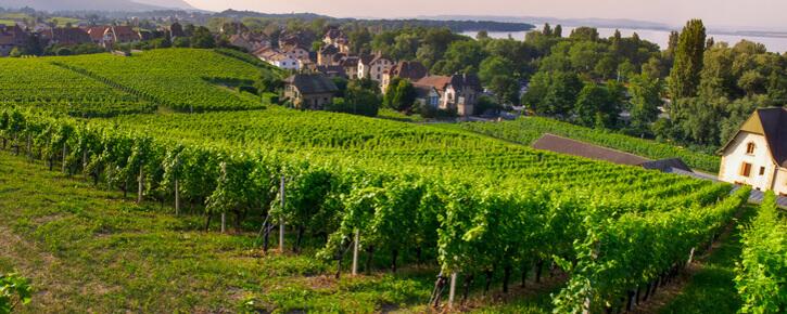 Weingut Chateau La Négly