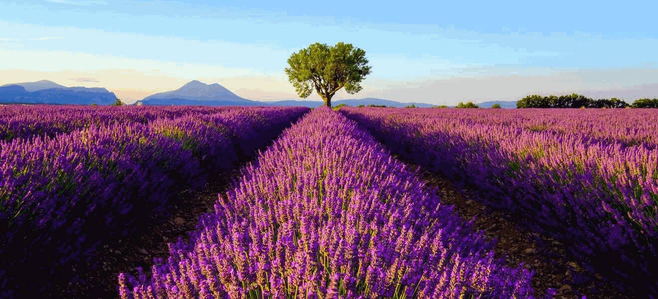 Pure Provence