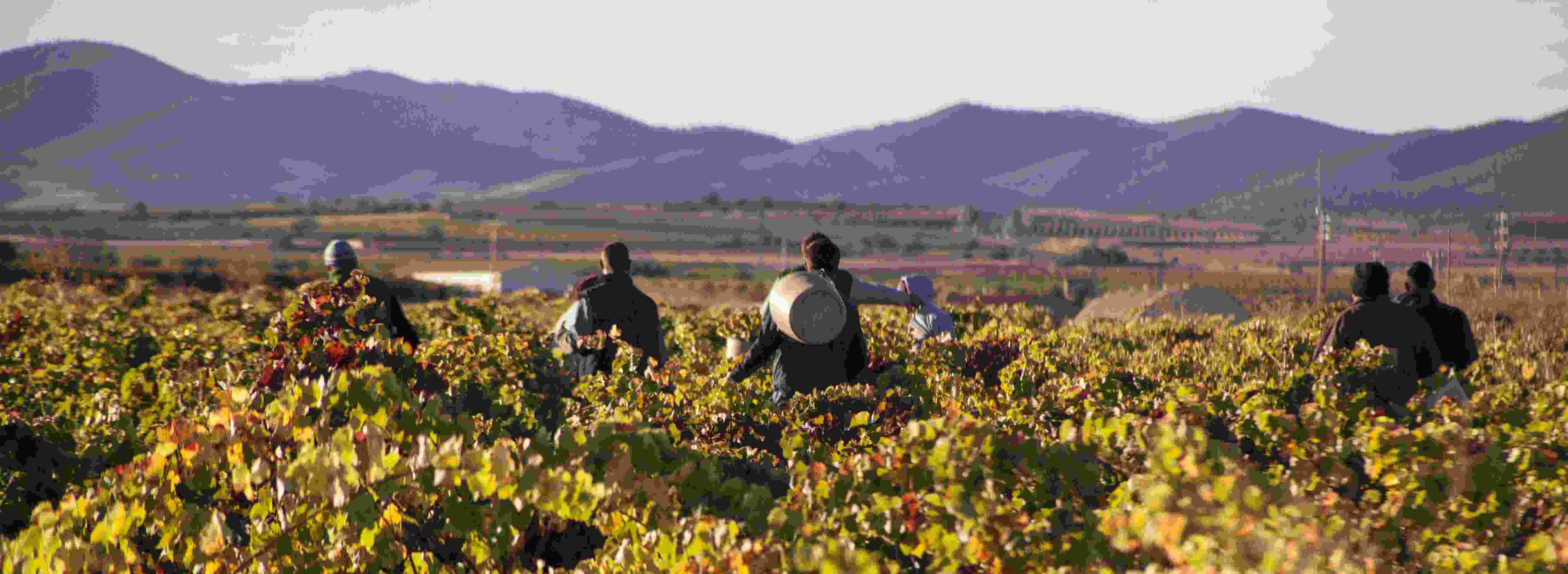 Bodegas San Valero