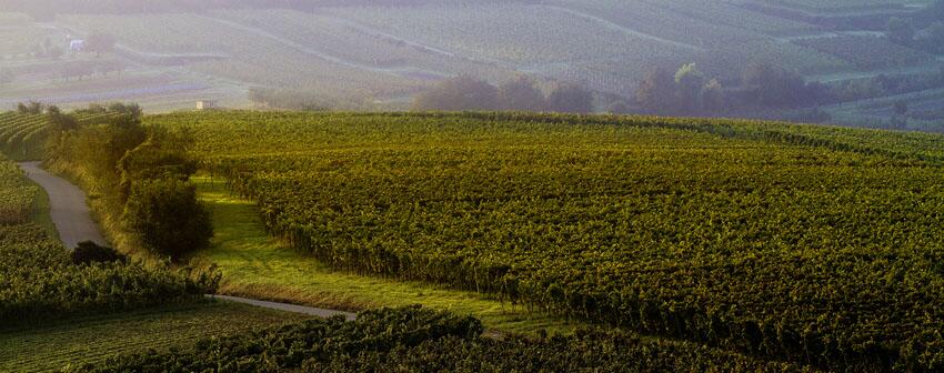 Hiss Weingut & Weinkellerei