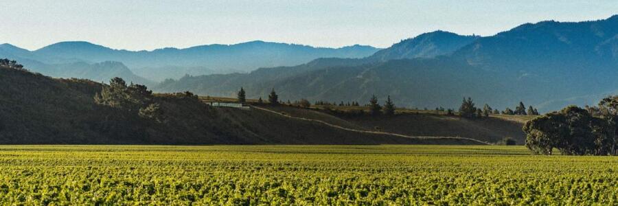 Weingut Brancott Estate