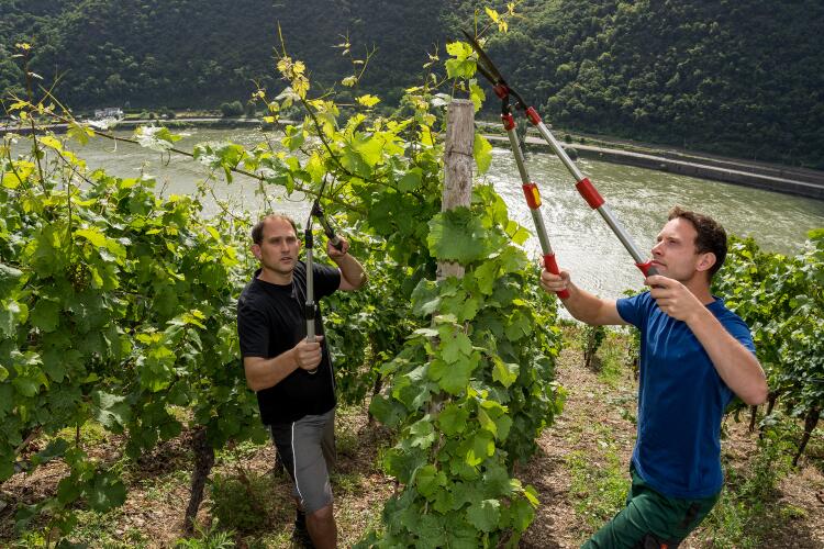 Thomas und Martin Philipps bei der Arbeit in ihrem Weinberg