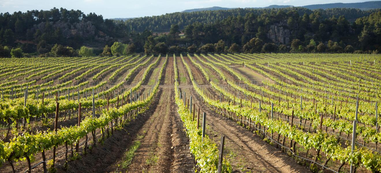 Celler De L'ENCASTELL S.C.P.