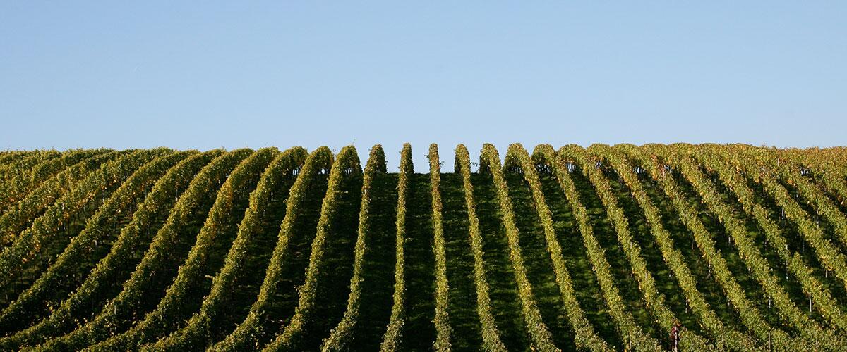 Weingut Vinçon-Zerrer