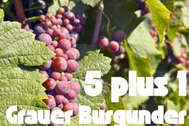 5 plus 1 Grauer Burgunder