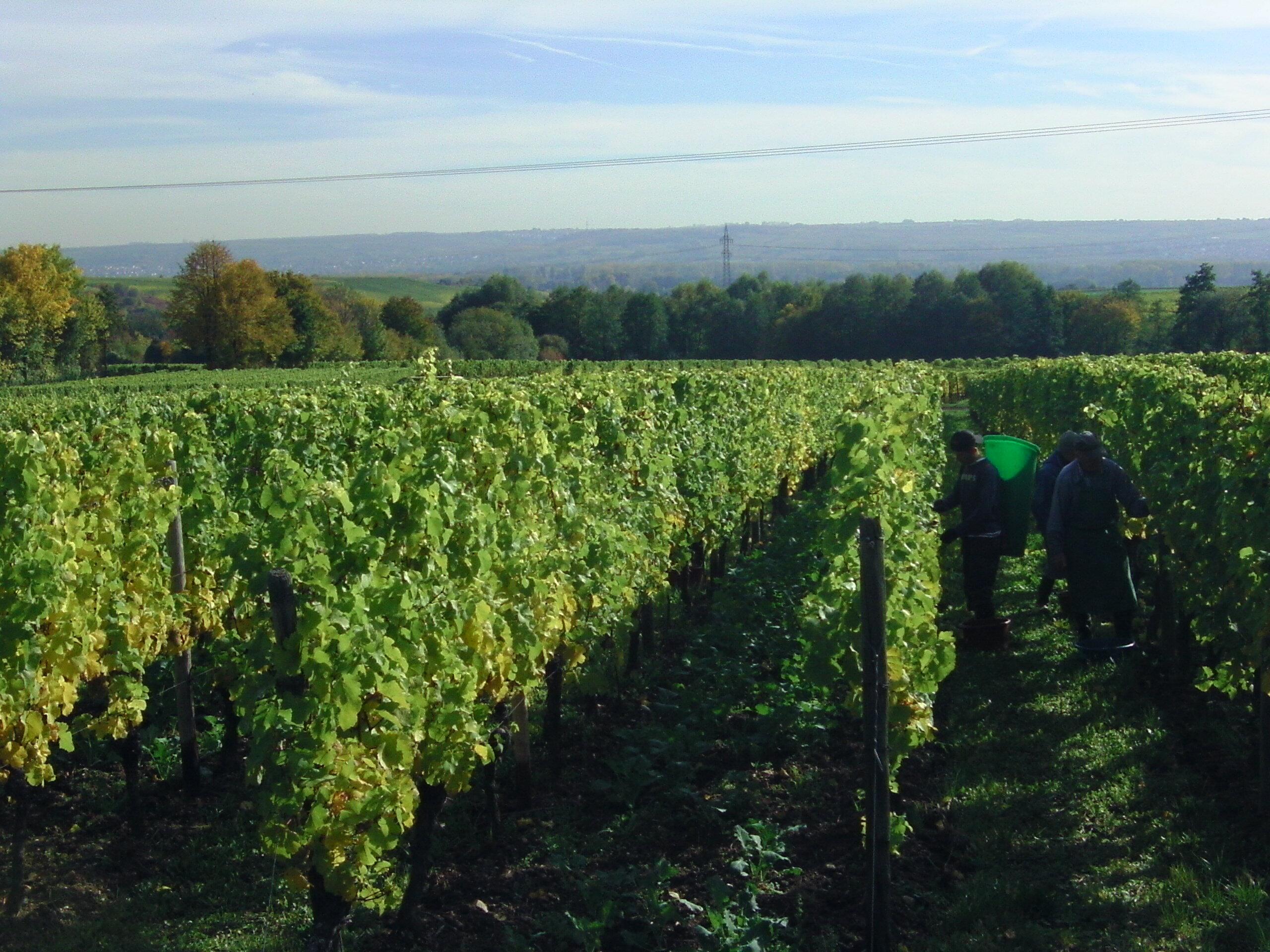Weingut Josef Schönleber