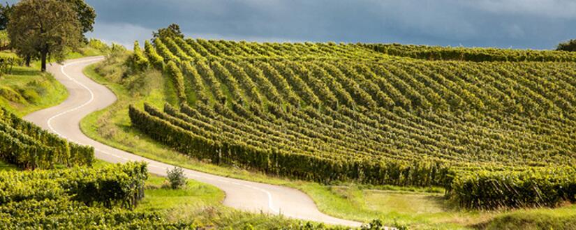 Weingut Les Coteaux de Fournès