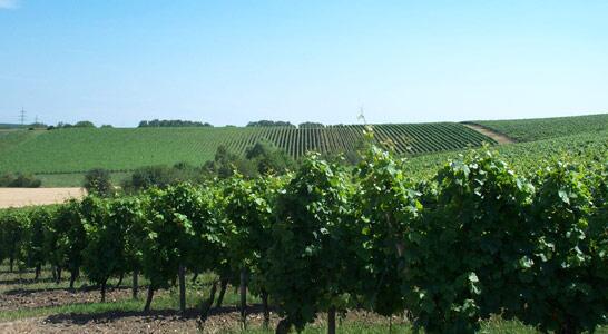 Weingut Hauck