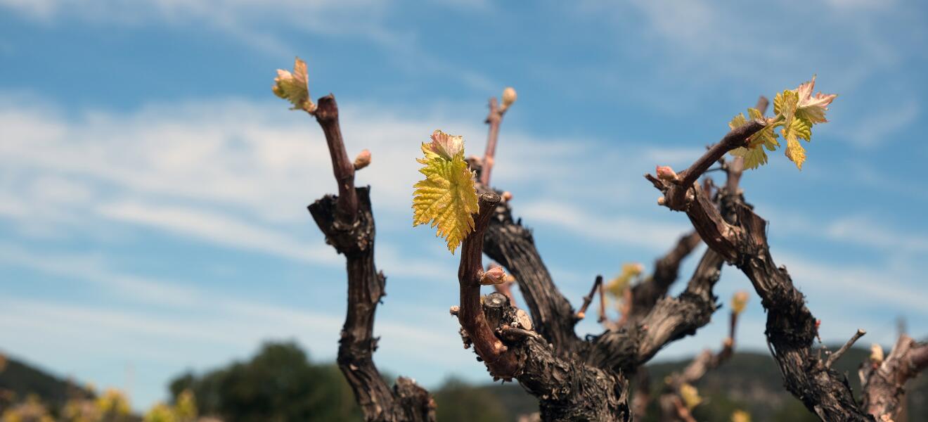 Bodegas San Valero S.Coop