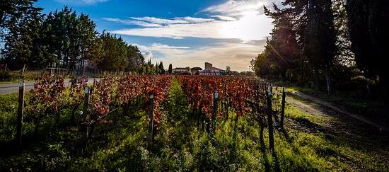 Weingut Terre Al Piano