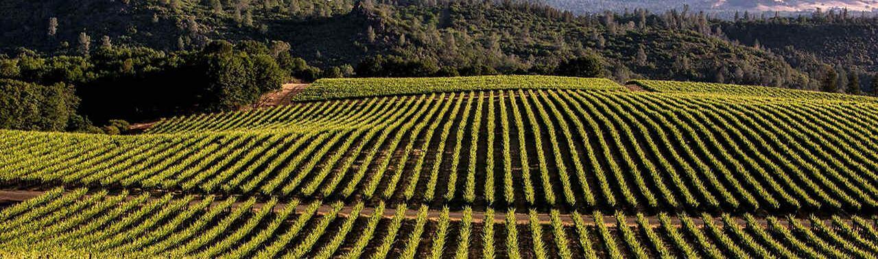 Bronco Wine Company