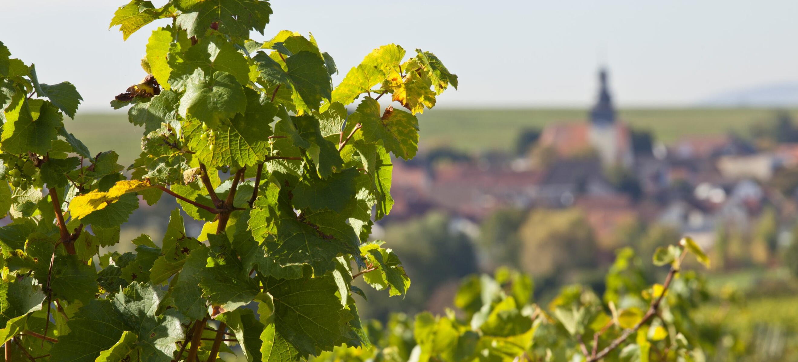 Weingut Johann P. Beyer
