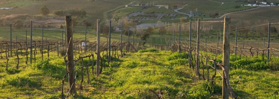 Weingut Vale da Mata - Herdade do Rocim