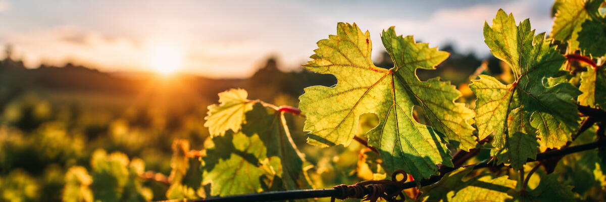 Die verborgene Schönheit des Sankt Laurent: Eine Reise durch Aromen, Regionen und Geschichten