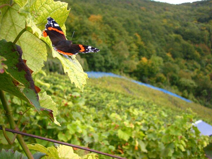 Weingut Nico Scholtens