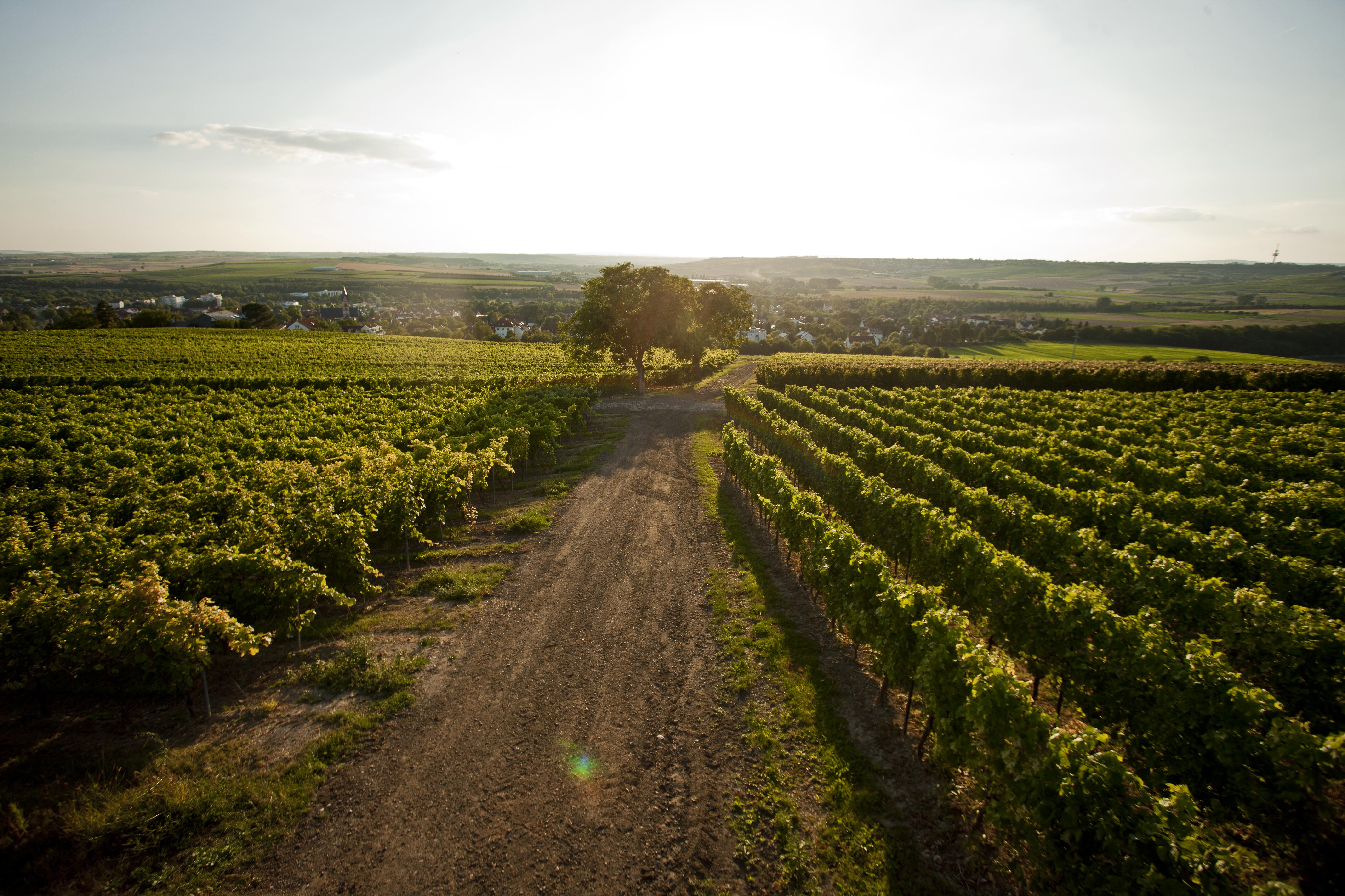 Weingut Bischofsmühle