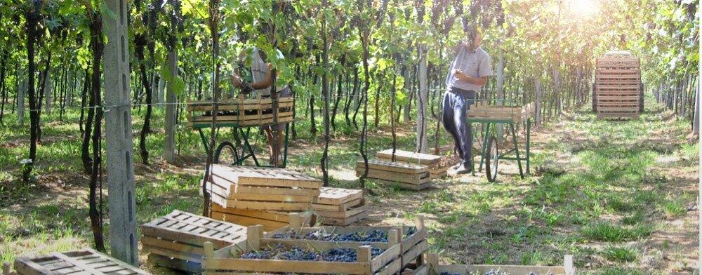 Weingut Stefano Accordini