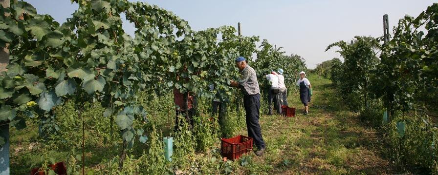 Azienda Agricola Gorgo