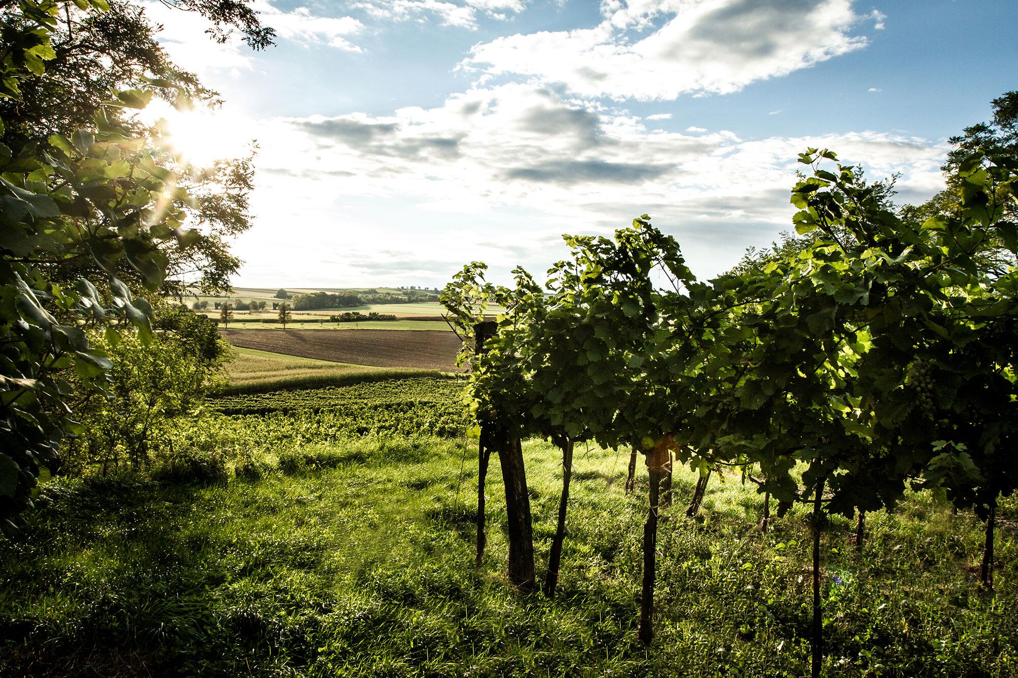 Weingut Mantler31