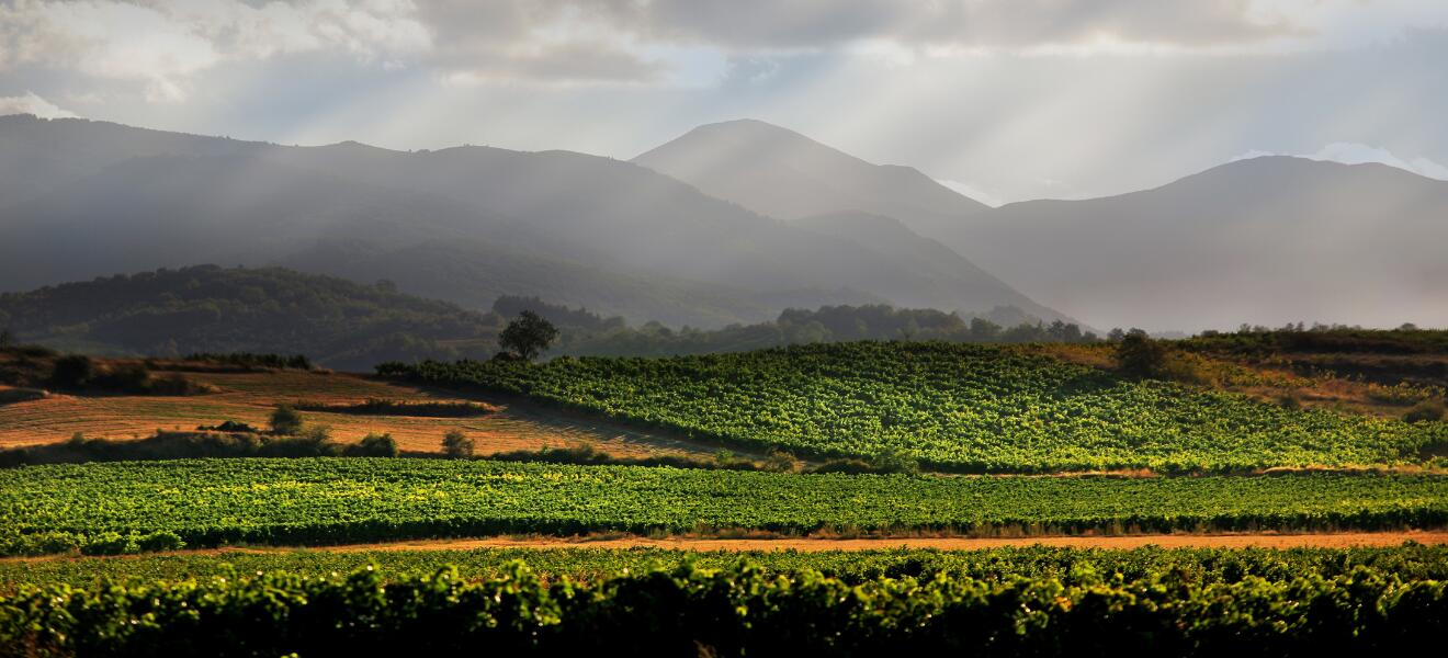 Bodegas del Medievo S.L.