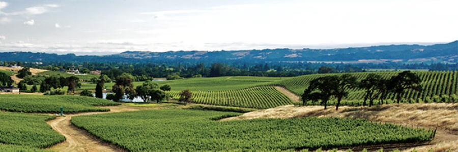 Weingut Gallo Family Vineyards