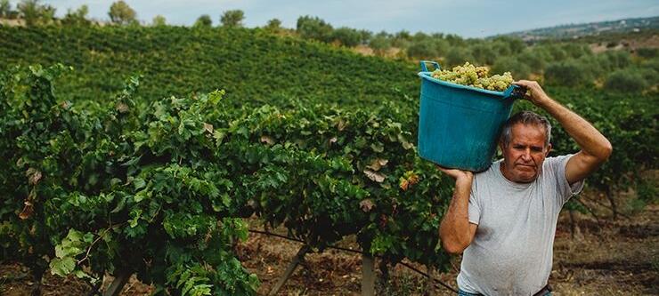 Weingut Vinicola Cherchi