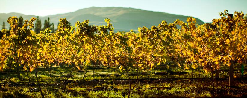 Weingut Wild Rock