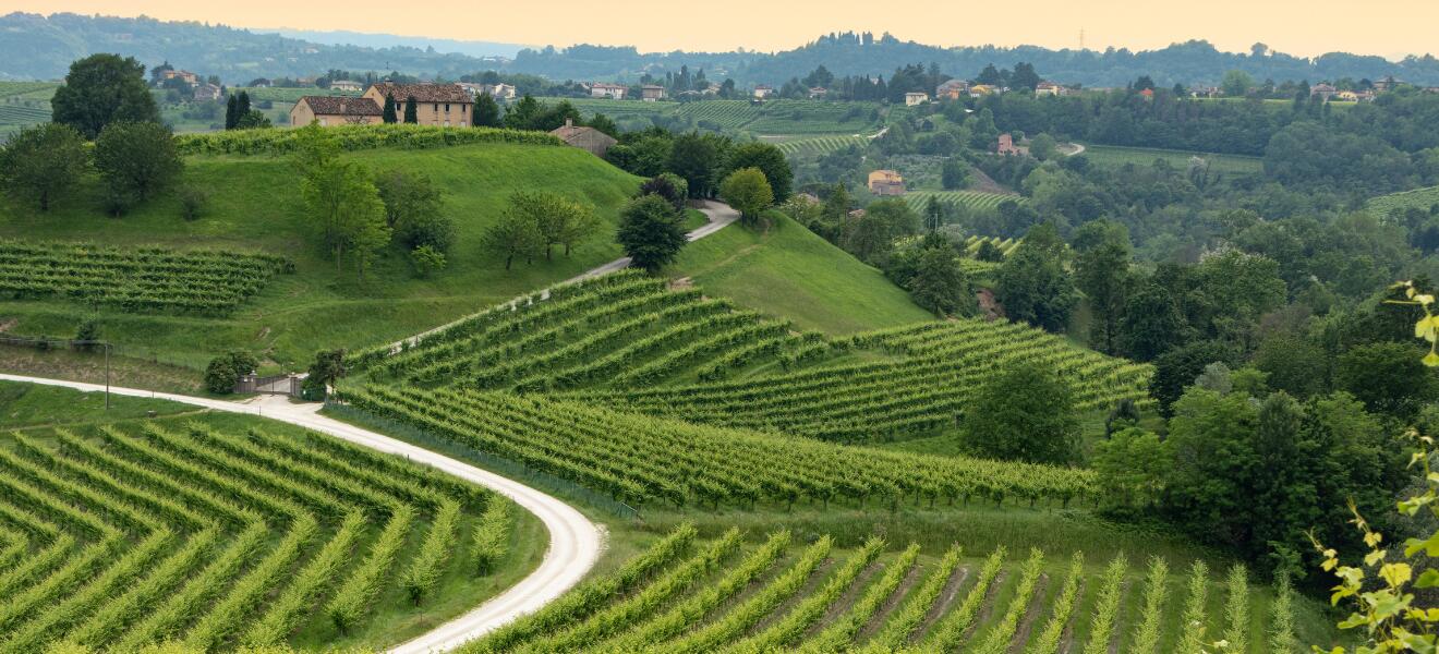 Azienda Agricola Feliciana